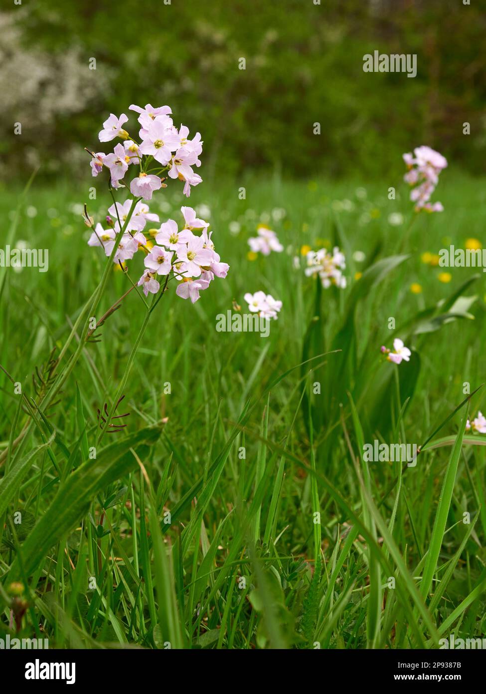 Meadow foamwort, meadow foamwort, Cardamine pratensis Stock Photo