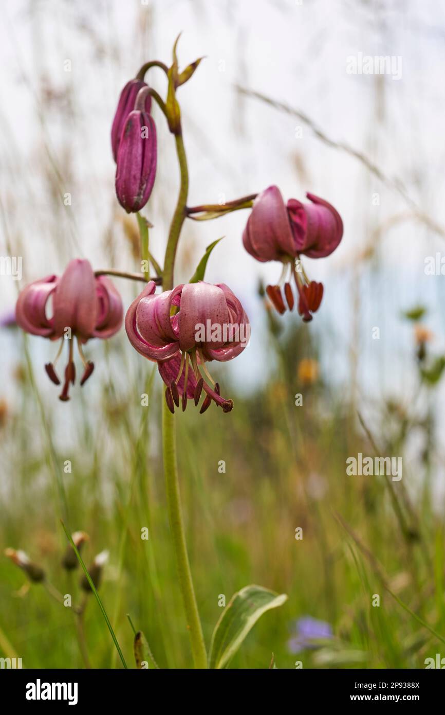 martagon lily, Lilium martagon Stock Photo - Alamy