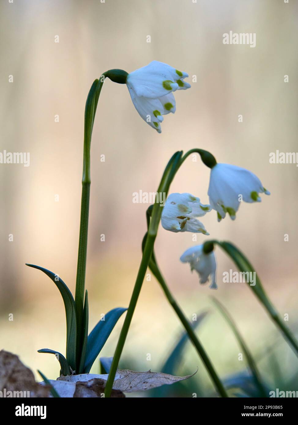 One Snowflake In Spring spring snowflake, Leucojum vernum Stock Photo - Alamy