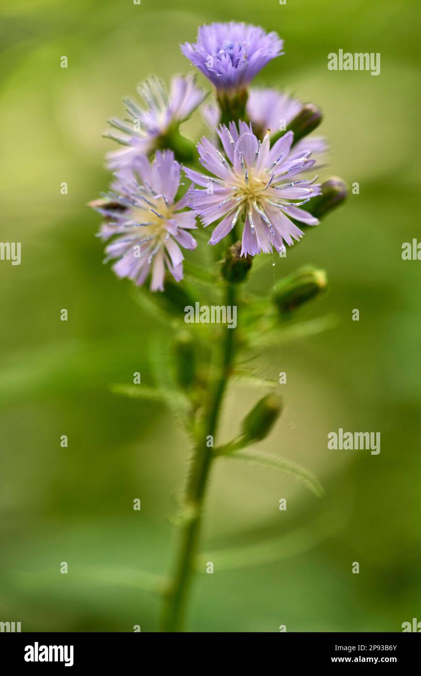 Alpine milkweed, alpine milkweed, Cicerbita alpina Stock Photo