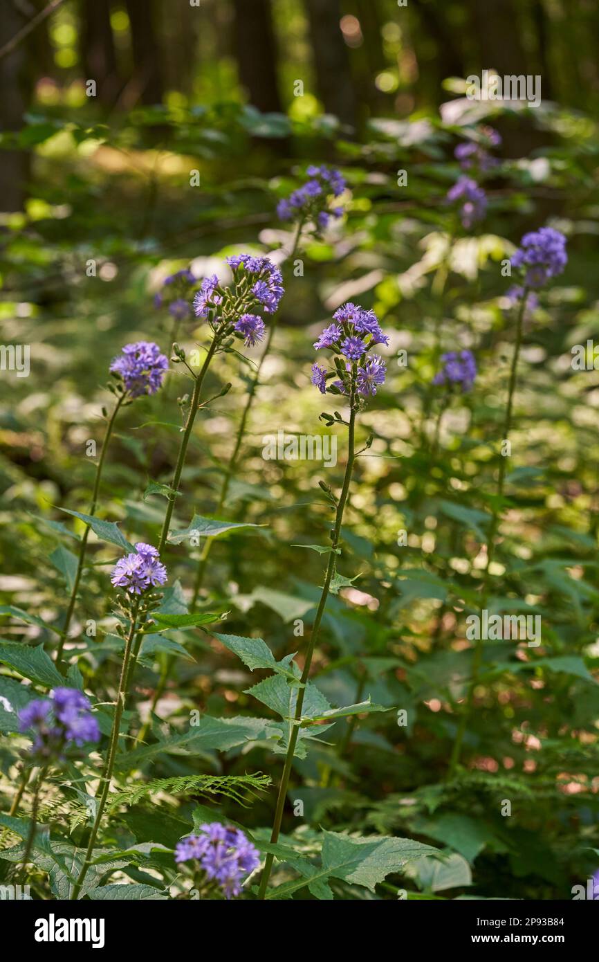 Alpine milkweed, Cicerbita alpina Stock Photo
