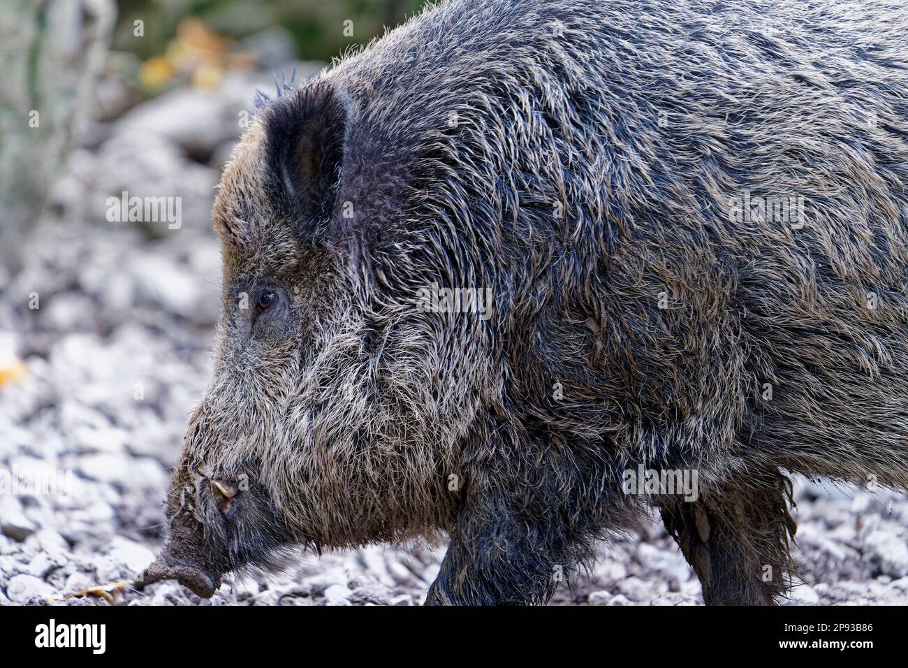 Wild boar, Sus scrofa Stock Photo