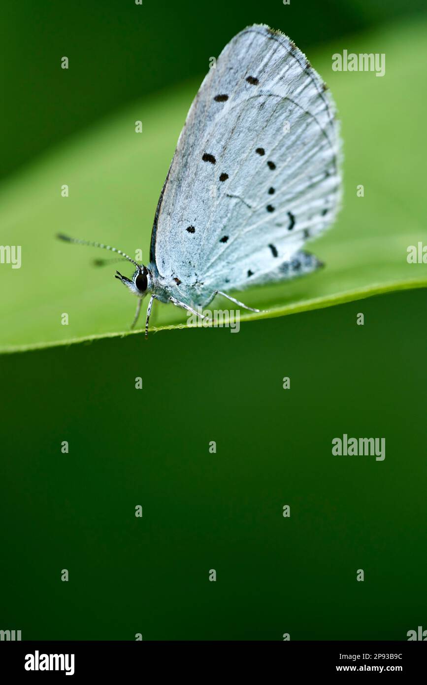 White butterflly, Pieridae, Butterfly Stock Photo