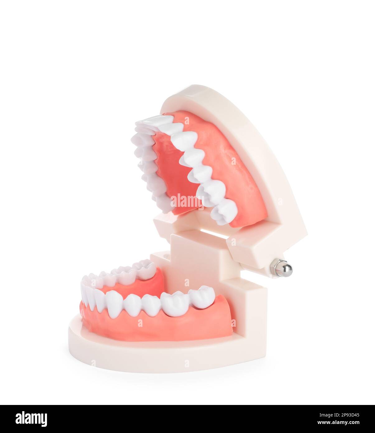 Educational dental typodont model isolated on white Stock Photo Alamy