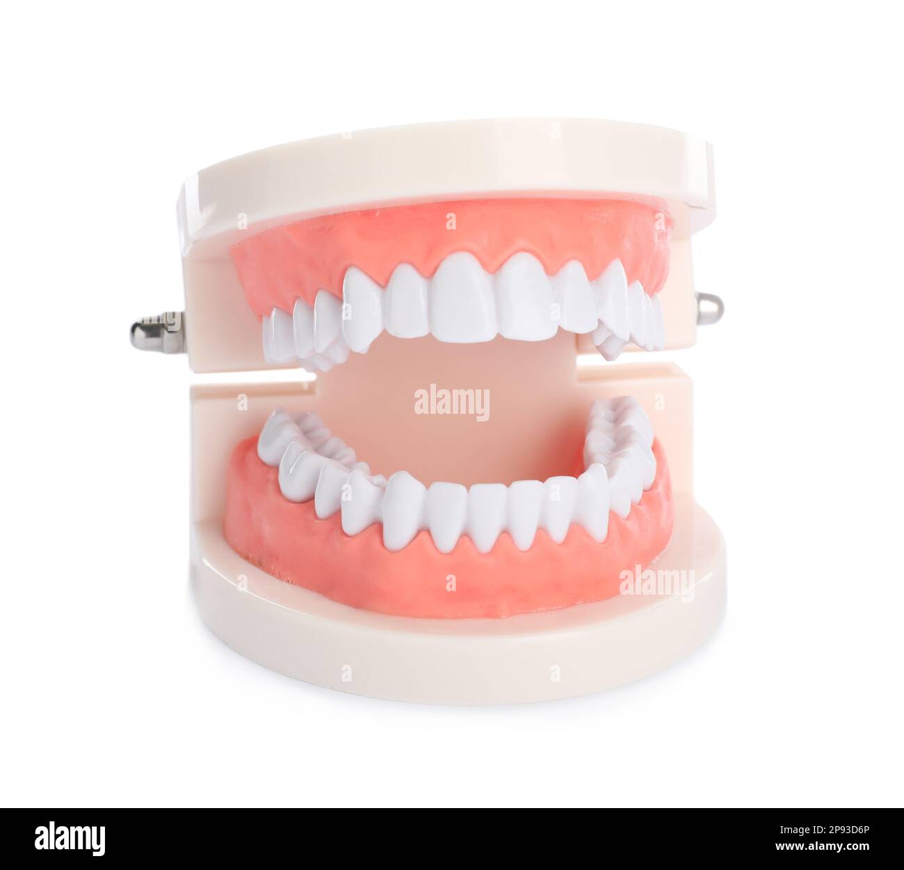 Educational dental typodont model isolated on white Stock Photo Alamy