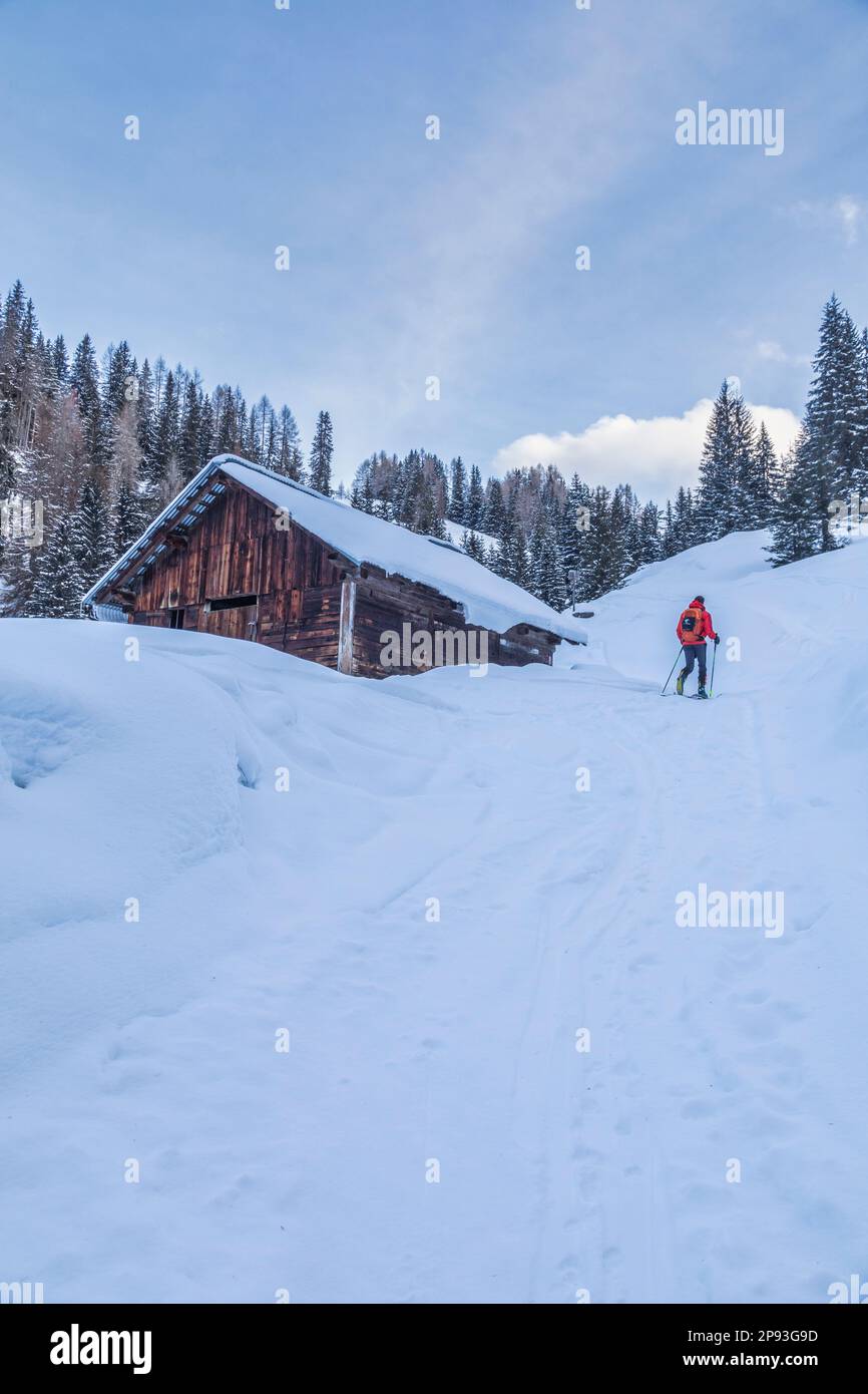 Italy, Veneto, province of Belluno, Livinallongo del Col di Lana, man practicing ski mountaineering in Dolomites following an off-piste track in fresh snow, snowcapped tree forest and wooden old barn Stock Photo