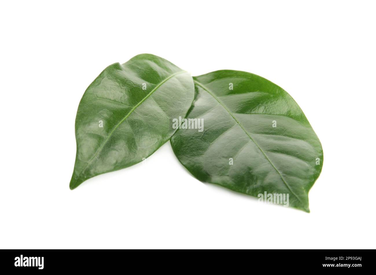 Leaves of coffee plant on white background Stock Photo - Alamy
