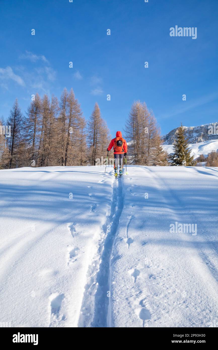 Italy, Veneto, province of Belluno, Livinallongo del Col di Lana, man practicing ski mountaineering in Dolomites following an off-piste track in fresh snow Stock Photo