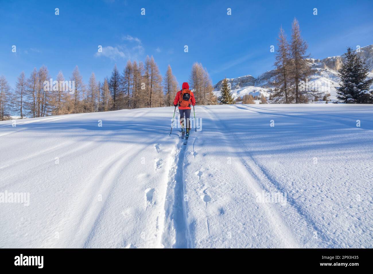 Italy, Veneto, province of Belluno, Livinallongo del Col di Lana, man practicing ski mountaineering in Dolomites following an off-piste track in fresh snow Stock Photo