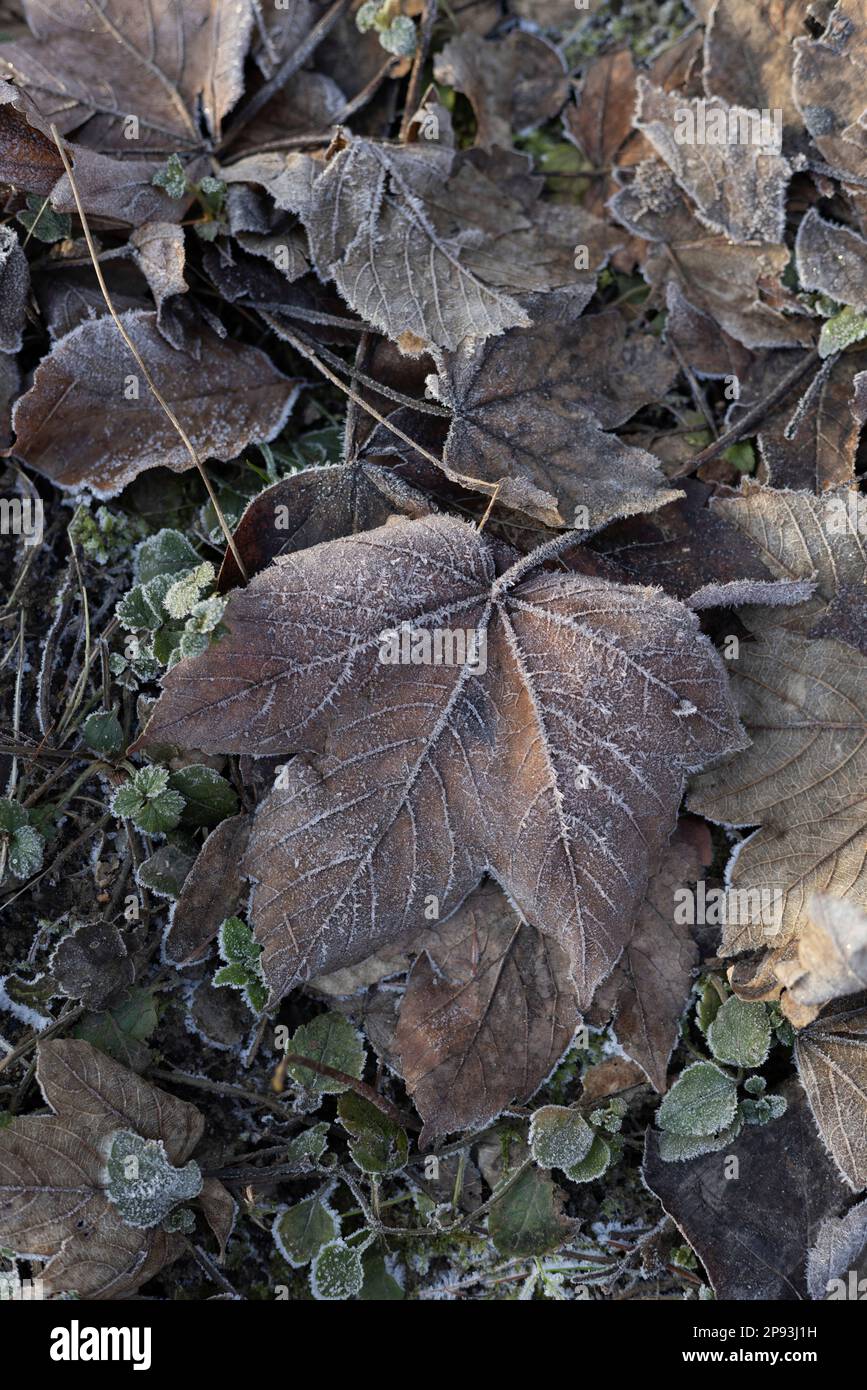 Leaves of floor hi-res stock photography and images - Alamy