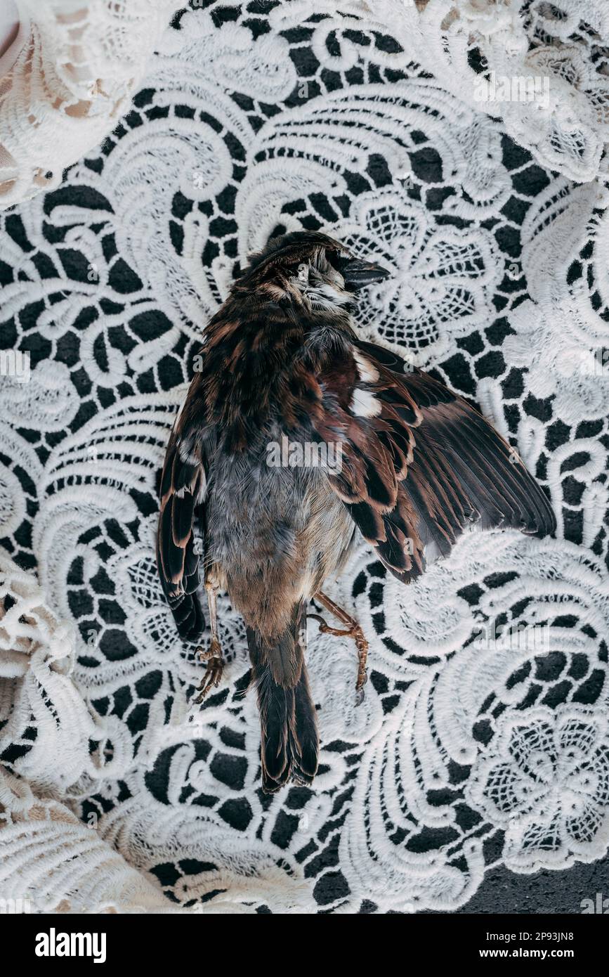 Dead sparrow on a white lace blanket Stock Photo