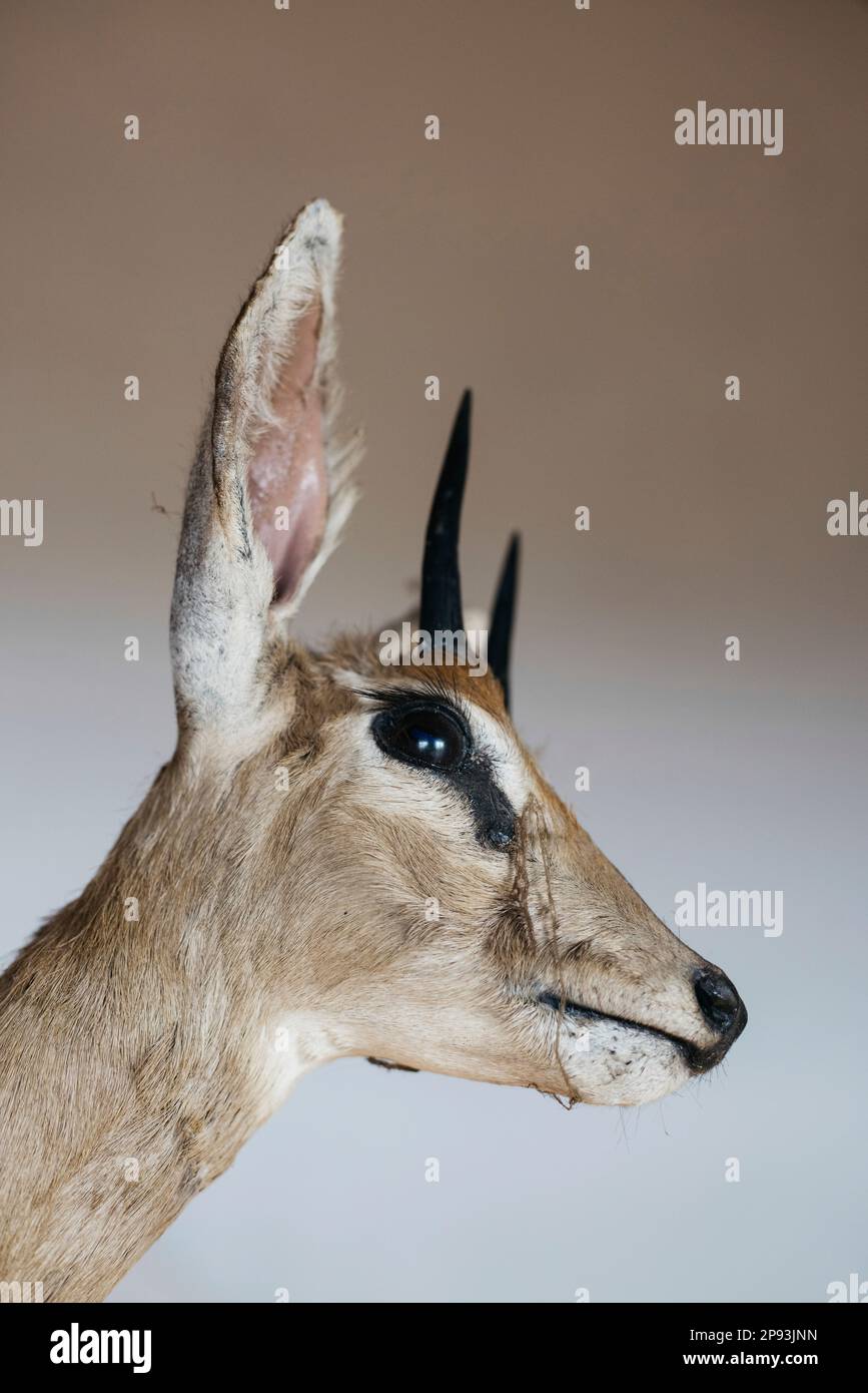 Head of stuffed antelope Stock Photo