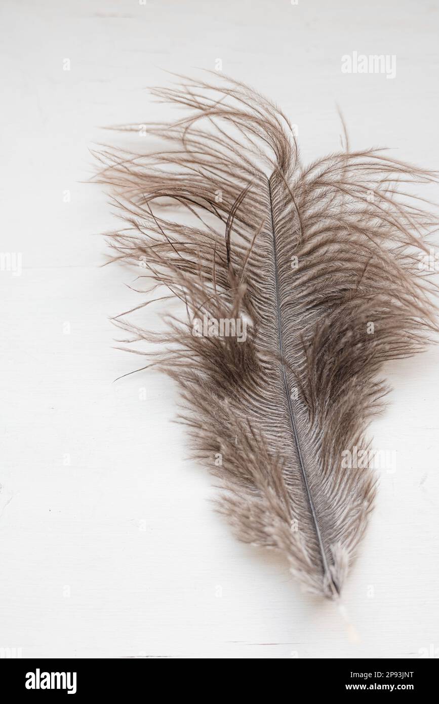 Fluffy feather on white background Stock Photo