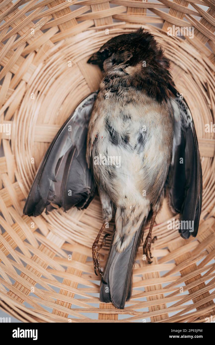 Dead sparrow in a small basket Stock Photo