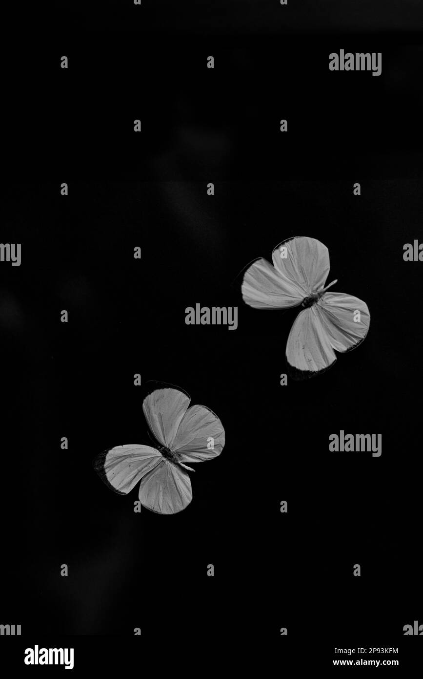 Butterfly preparation Black and White Stock Photos & Images Alamy