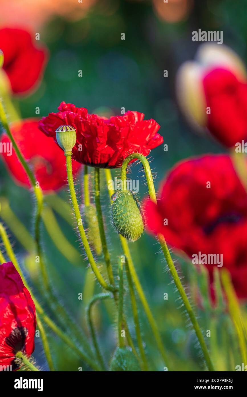 Opium poppy (Papaver somniferum Stock Photo - Alamy