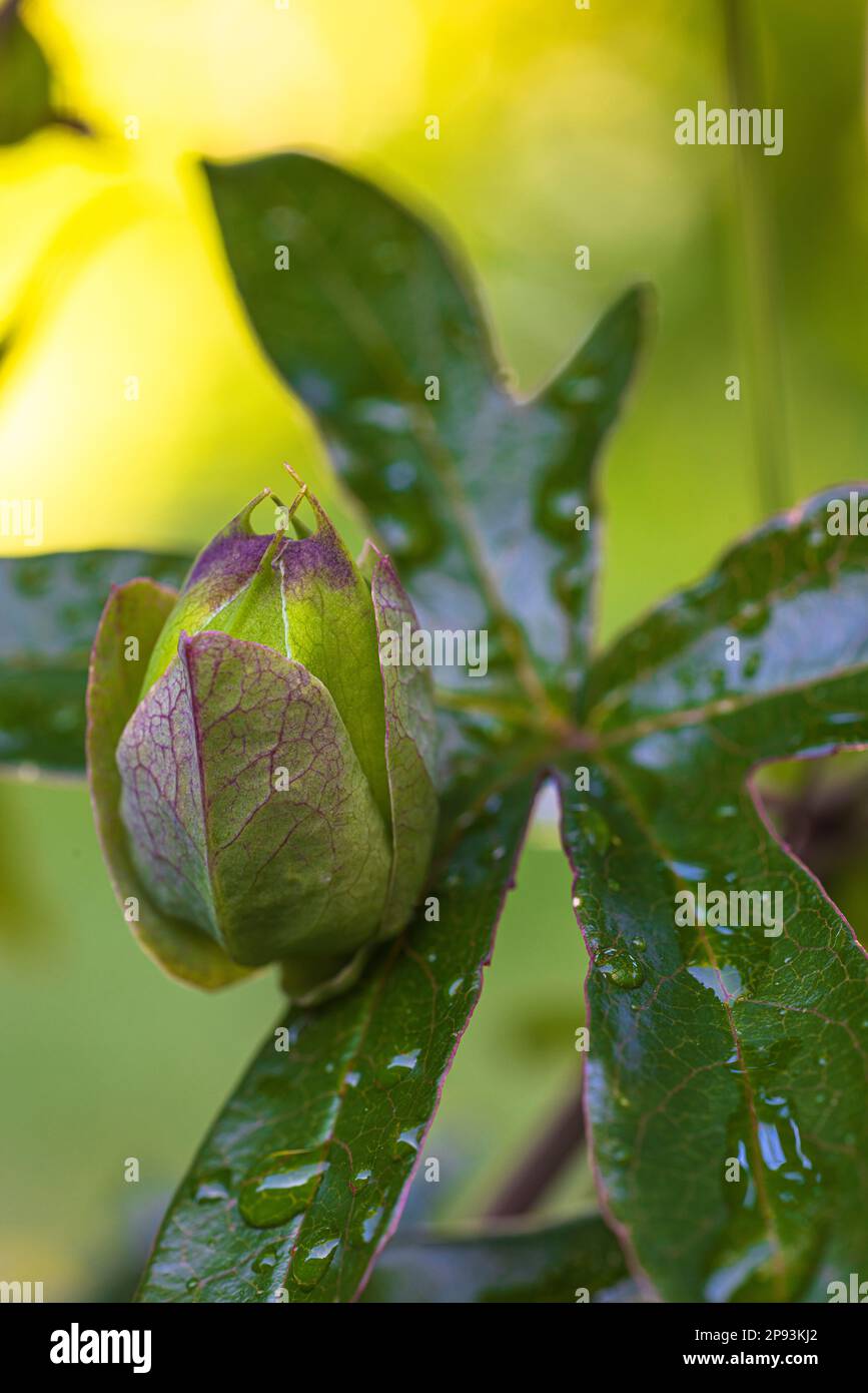 green bud, passion flower, Passiflora caerulea Stock Photo Alamy