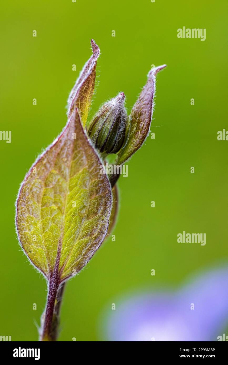 Clematis, leaf bud, bud, climbing plant Stock Photo