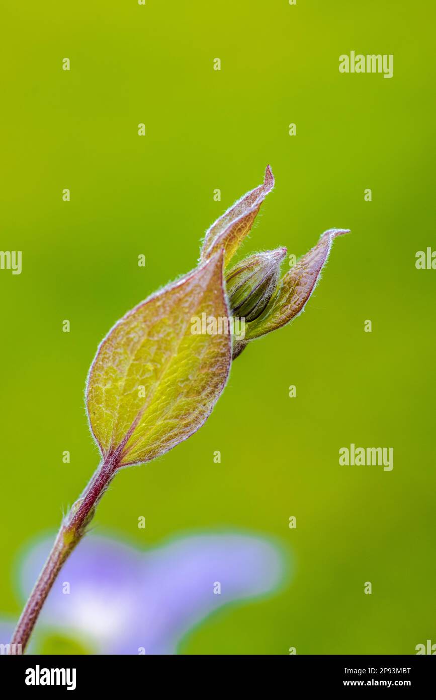 Clematis, leaf bud, bud, climbing plant Stock Photo Alamy