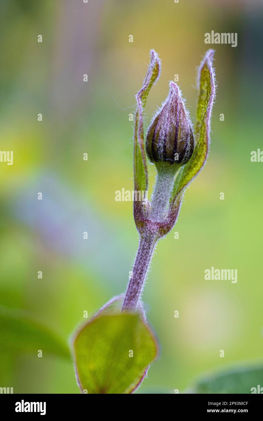 Clematis, leaf bud, bud, climbing plant Stock Photo Alamy