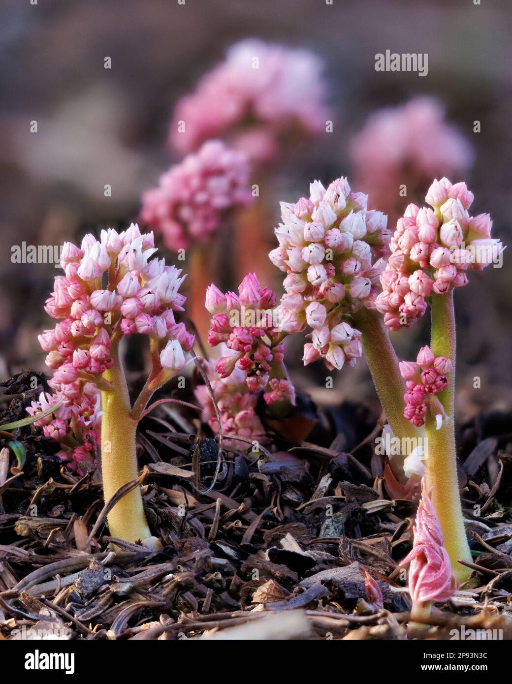 Lathraea squamaria 'Common Toothwort' at Aberglasney Gardens Stock Photo