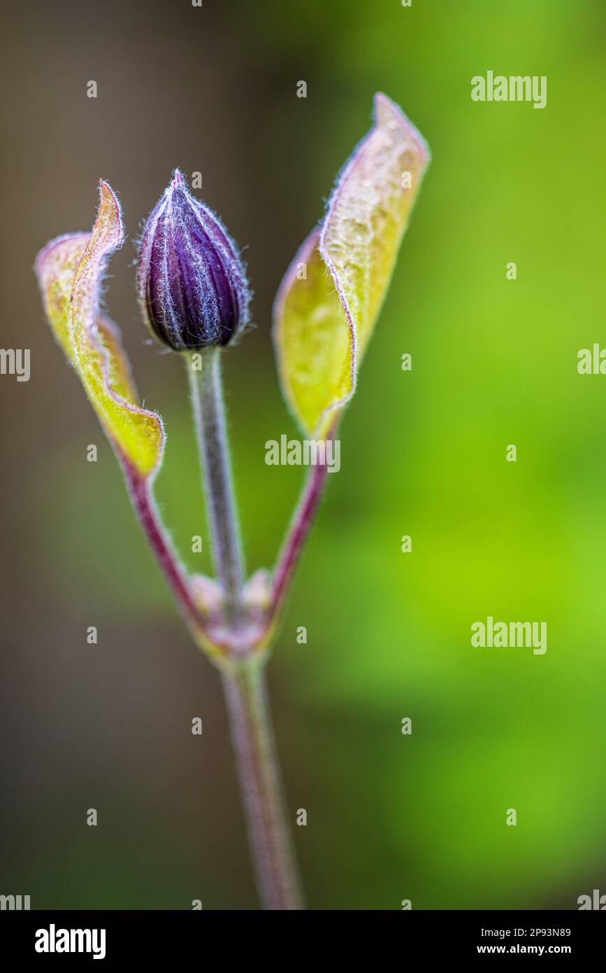 Clematis, leaf sprout, bud Stock Photo Alamy