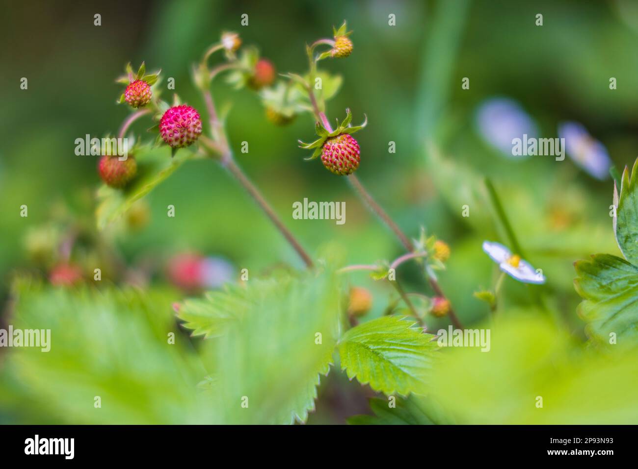 Natural background with big red ripe wild strawberries Stock Photo - Alamy