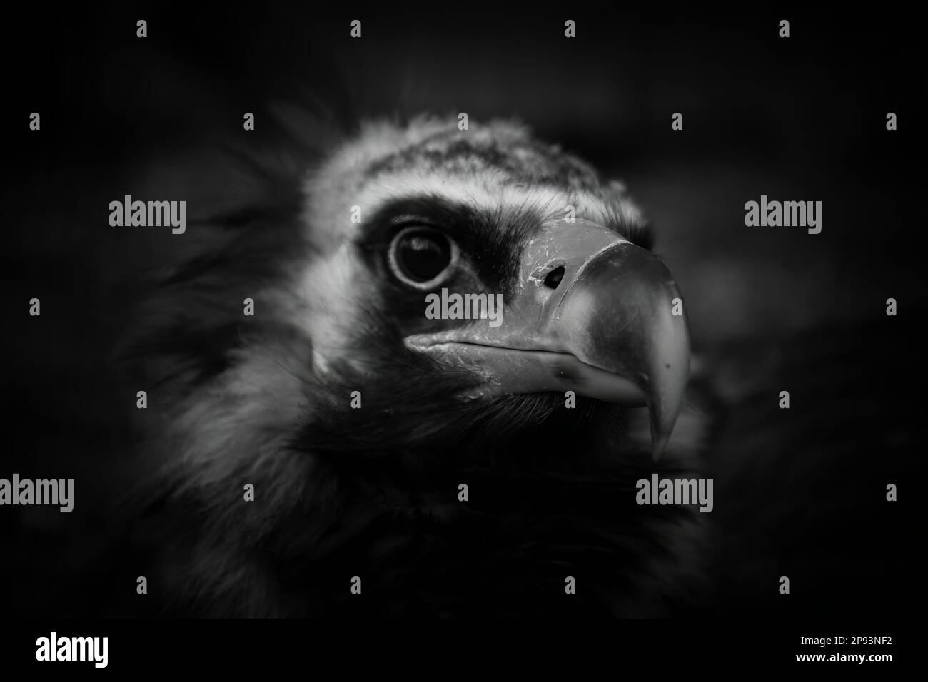 Cinereus Vulture, European Black vulture Stock Photo Alamy