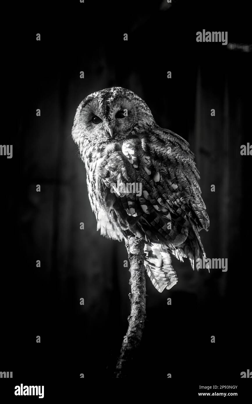Small Tawny owl sitting on brunch Stock Photo Alamy
