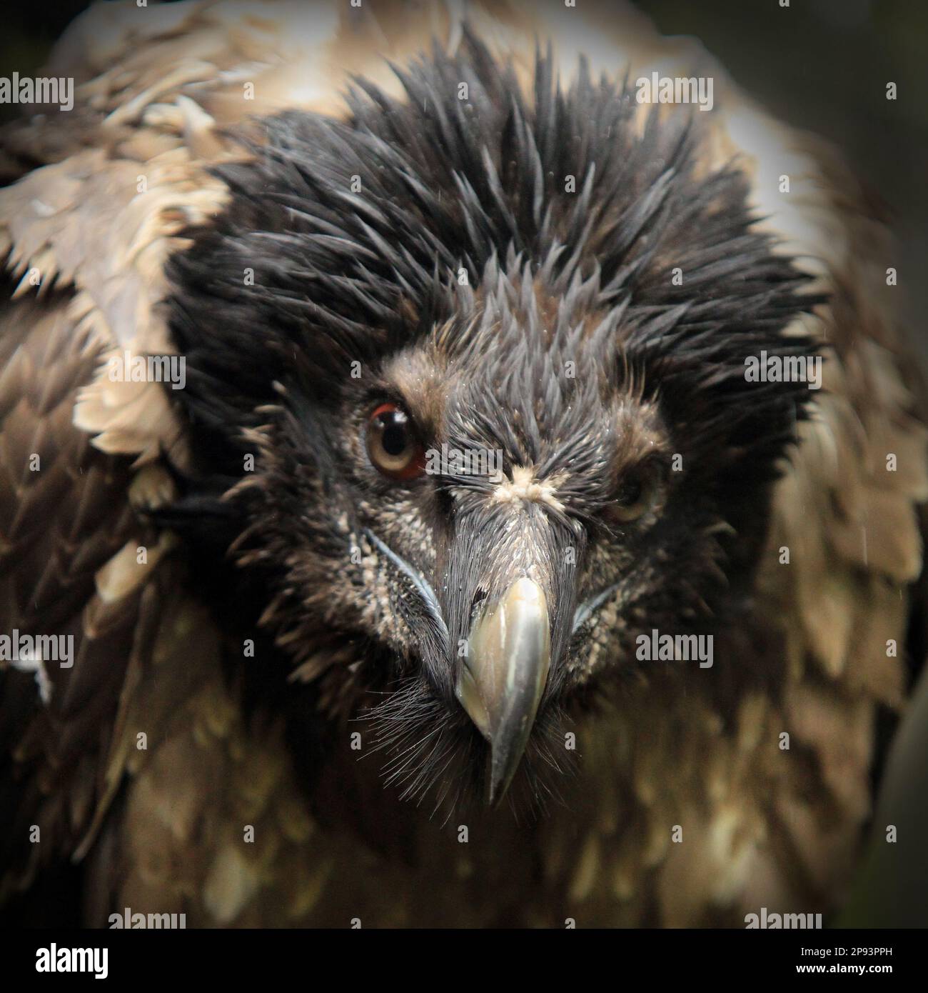 Young Bearded vulture (Gypaetus barbatus) close up portrait Stock Photo ...