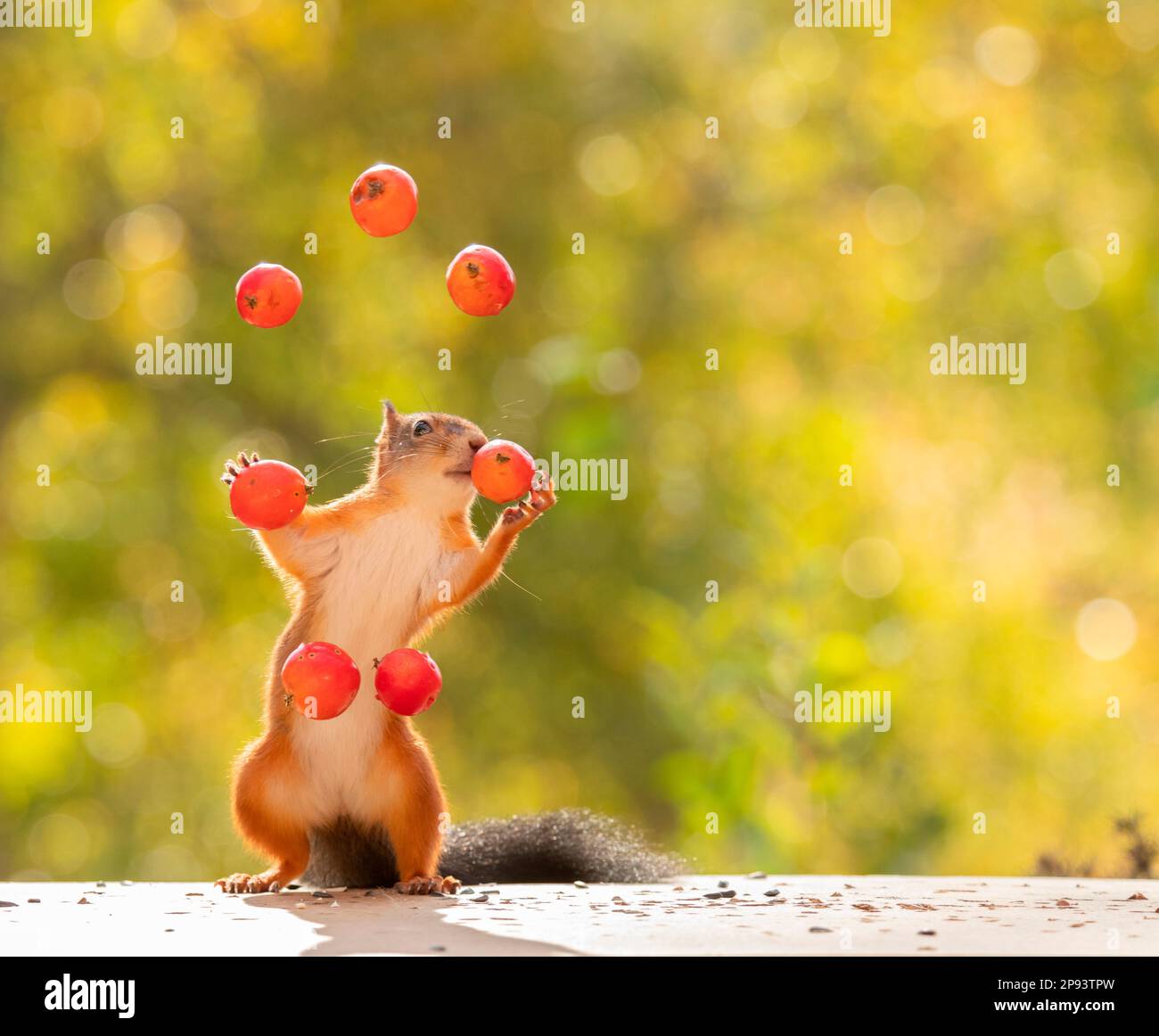 red squirrel juggling with apples Stock Photo