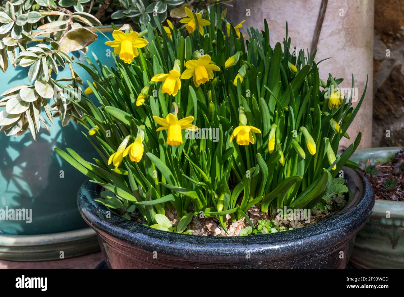 A bowl planted with Tete a Tete Narcissus, miniature daffodil bulbs. Stock Photo