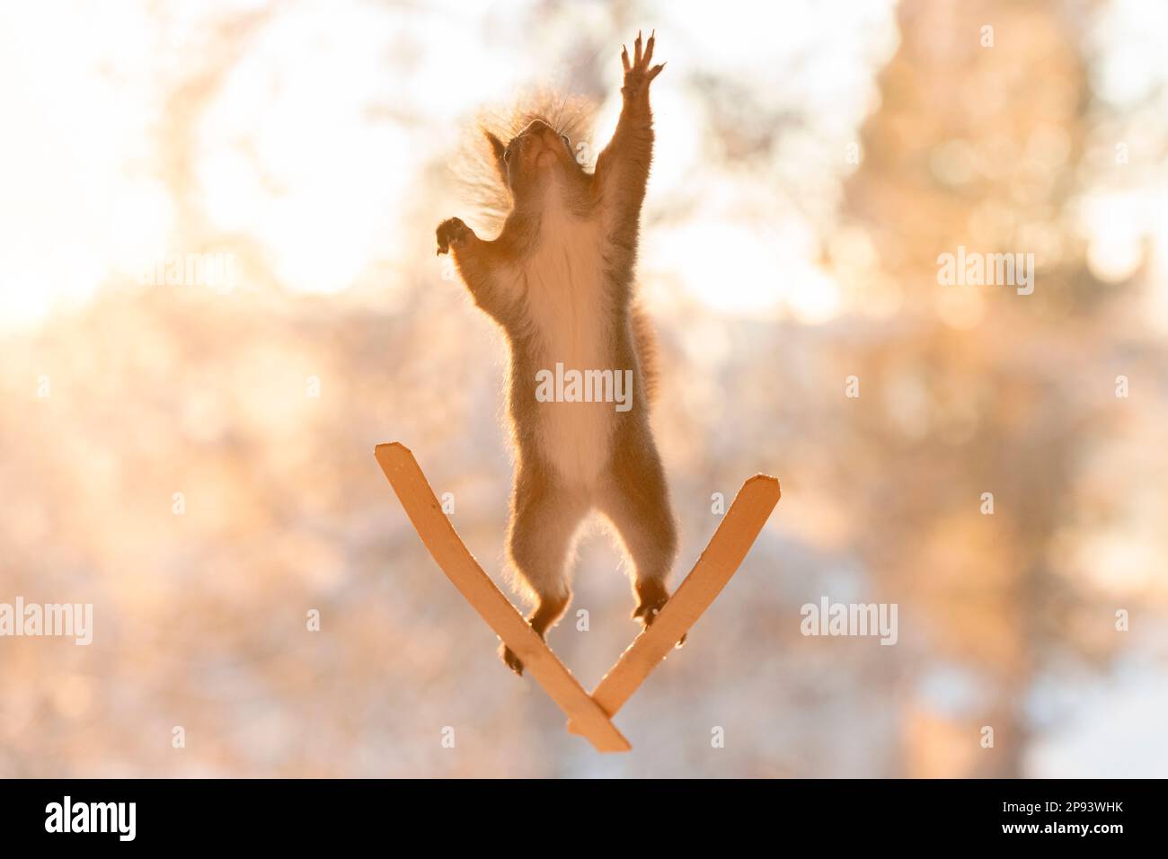 red squirrel standing on skis Stock Photo Alamy