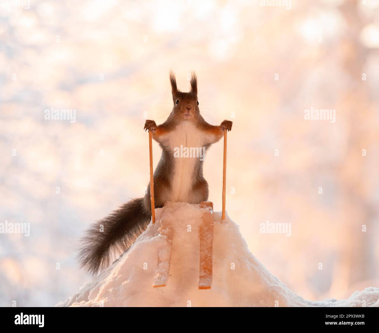 red squirrel standing on skis Stock Photo Alamy