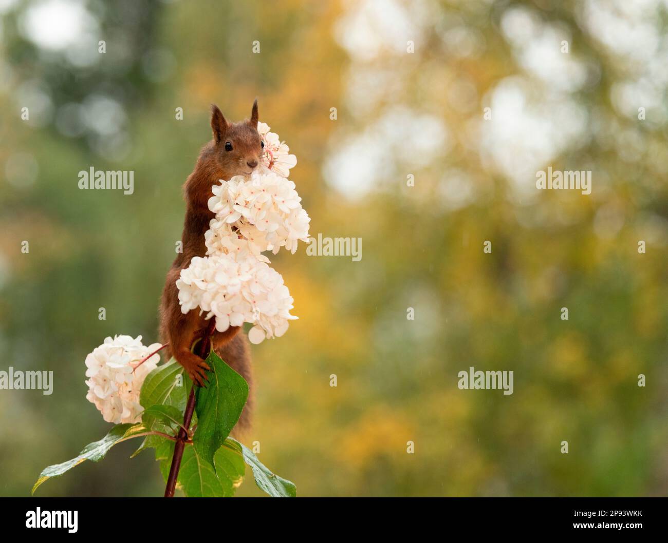 red squirrel standing on a hydrangea Stock Photo Alamy