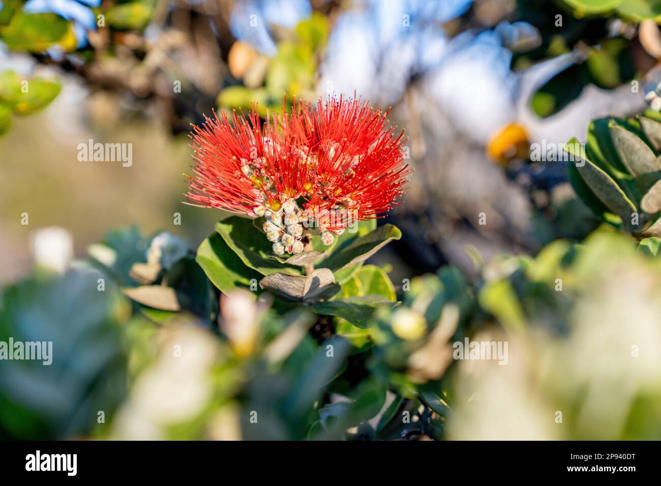 Flower of Ohi'a lehua, Metrosideros polymorpha, Hawai'i Volcanoes National Park, Big Island, Hawaii, USA, Polynesia, Oceania Stock Photo