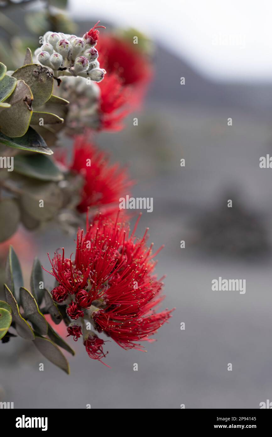 Ohia Lehua Blossom Hi-res Stock Photography And Images - Alamy