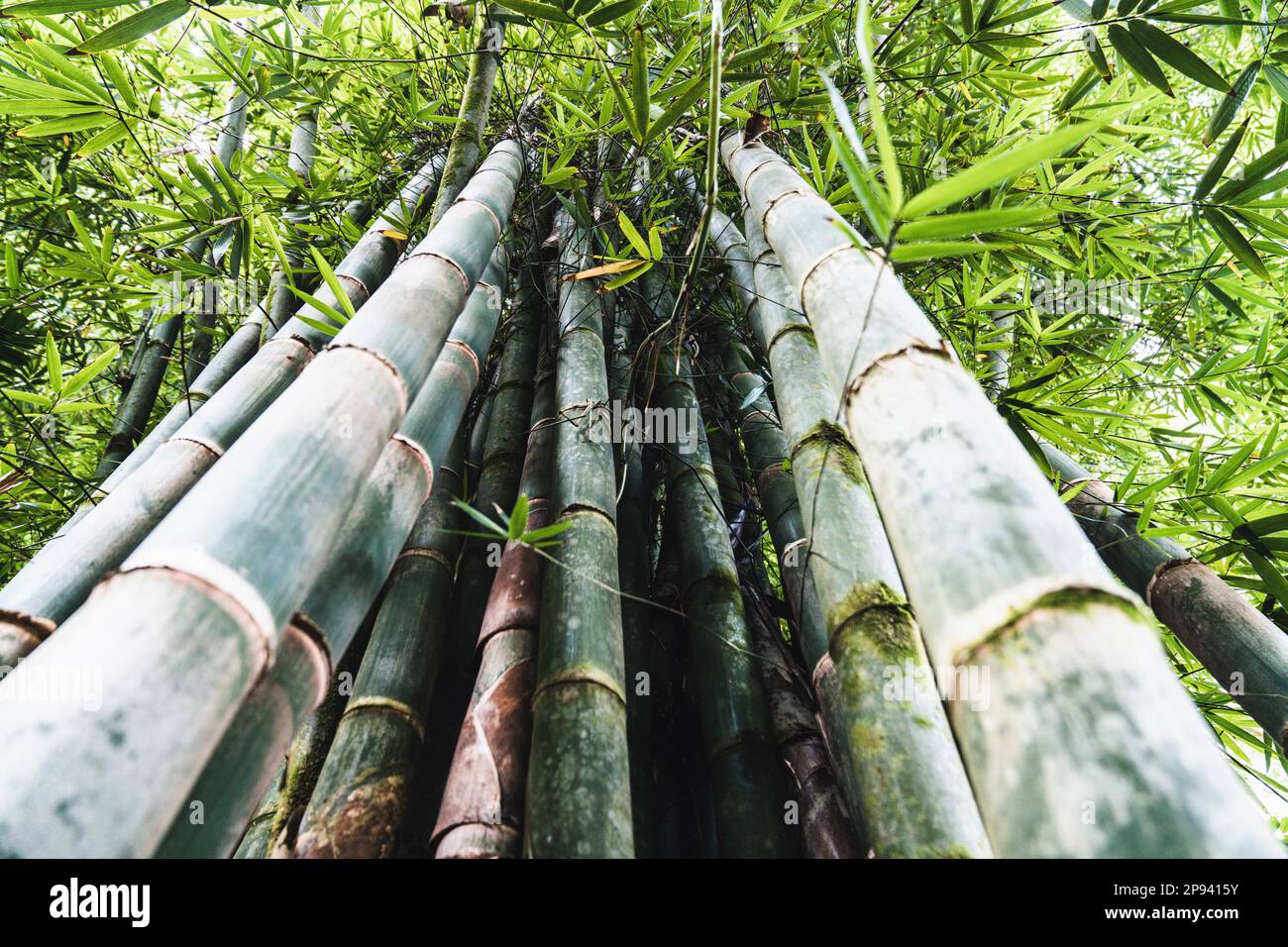 Bamboo forest on the Road to Hana, Maui, Hawaii, USA, Polynesia