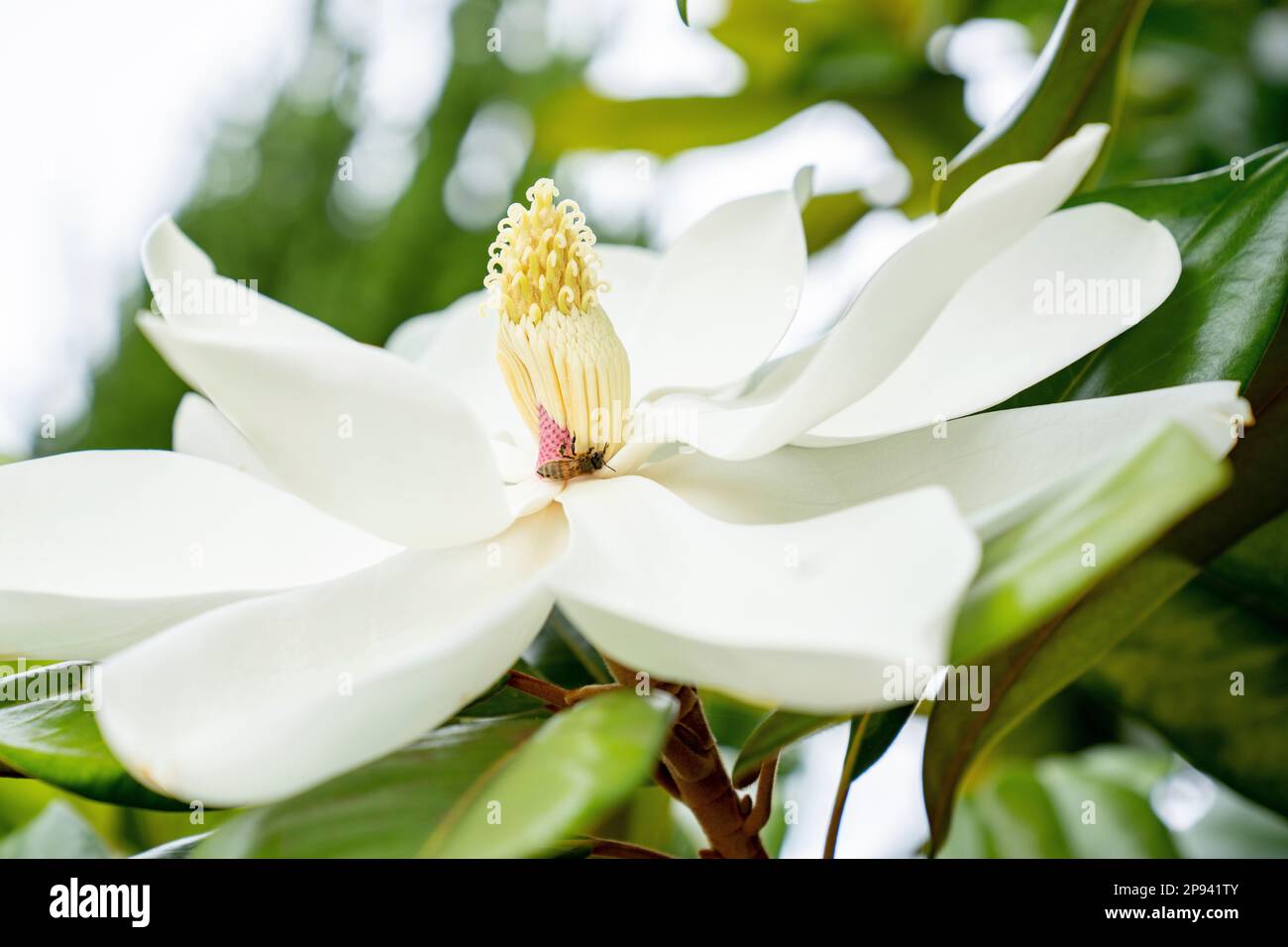 Evergreen magnolia, Magnolia grandiflora, Maui, Hawaii, USA, Polynesia