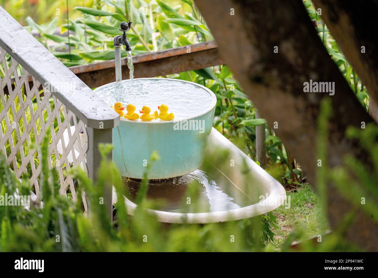 Squeaking ducks in a garden tub, Maui, Hawaii, USA, Polynesia, Oceania