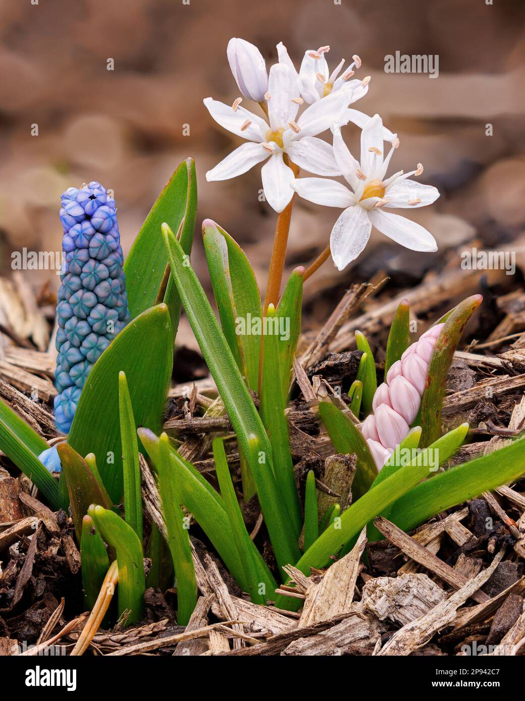 Scilla bifolia ‘Rosea Alpine squill’ at Aberglasney Gardens Stock Photo