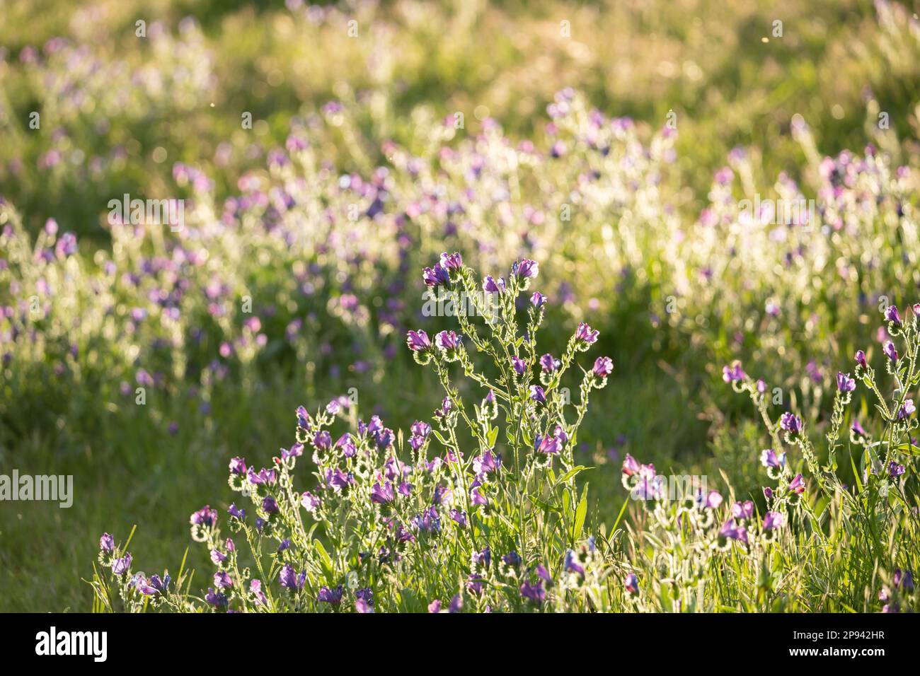 Paterson's curse, Echium plantagineum, One Tree Hill, Adelaide, South Australia, Australia Stock Photo