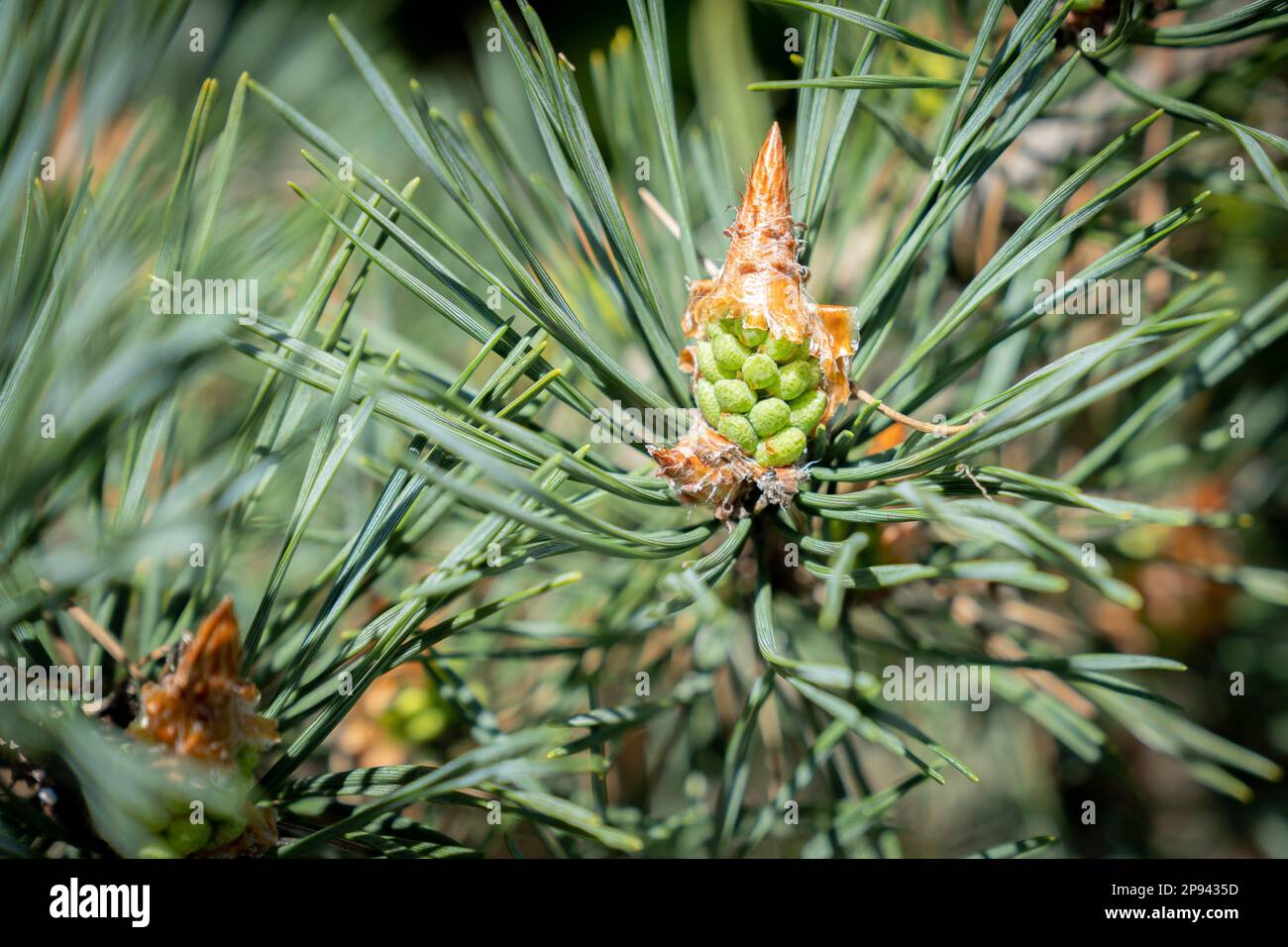 Young cone of Scots pine, Pinus sylvestris, Botanic Garden, Melbourne, Victoria, Australia. Stock Photo