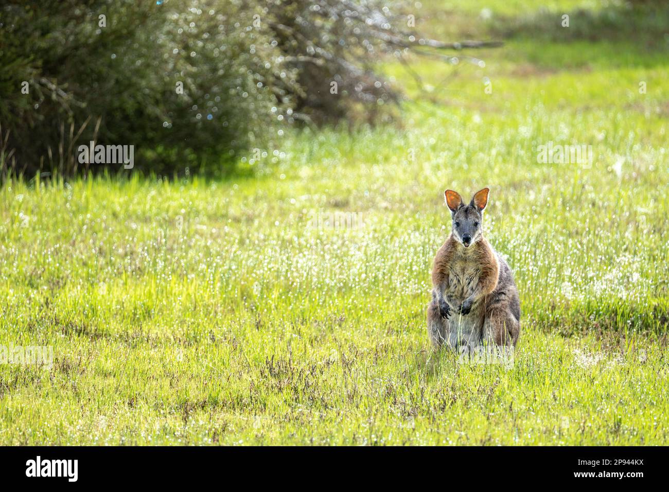 Derby wallaby, Notamacropus eugenii, Kangaroo Island, South Australia, Australia Stock Photo