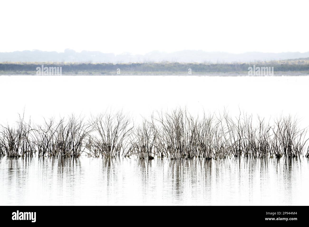 Dead bushes in the lagoon, Curley Creek Hike, Murray Lagoon, Kangaroo Island, South Australia, Australia Stock Photo