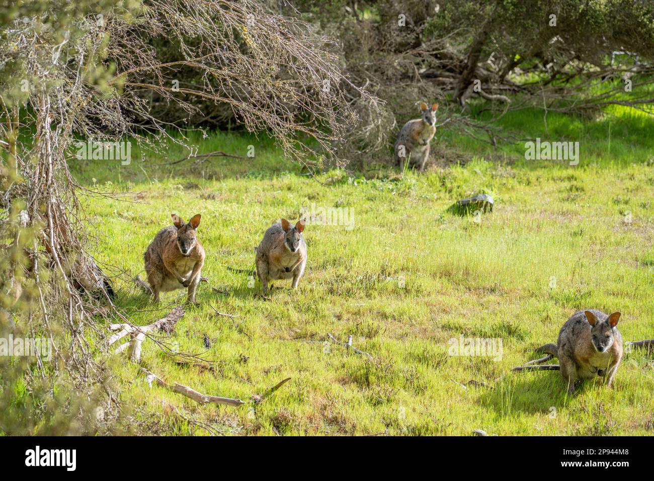 Derby wallaby, Notamacropus eugenii, Kangaroo Island, South Australia, Australia Stock Photo