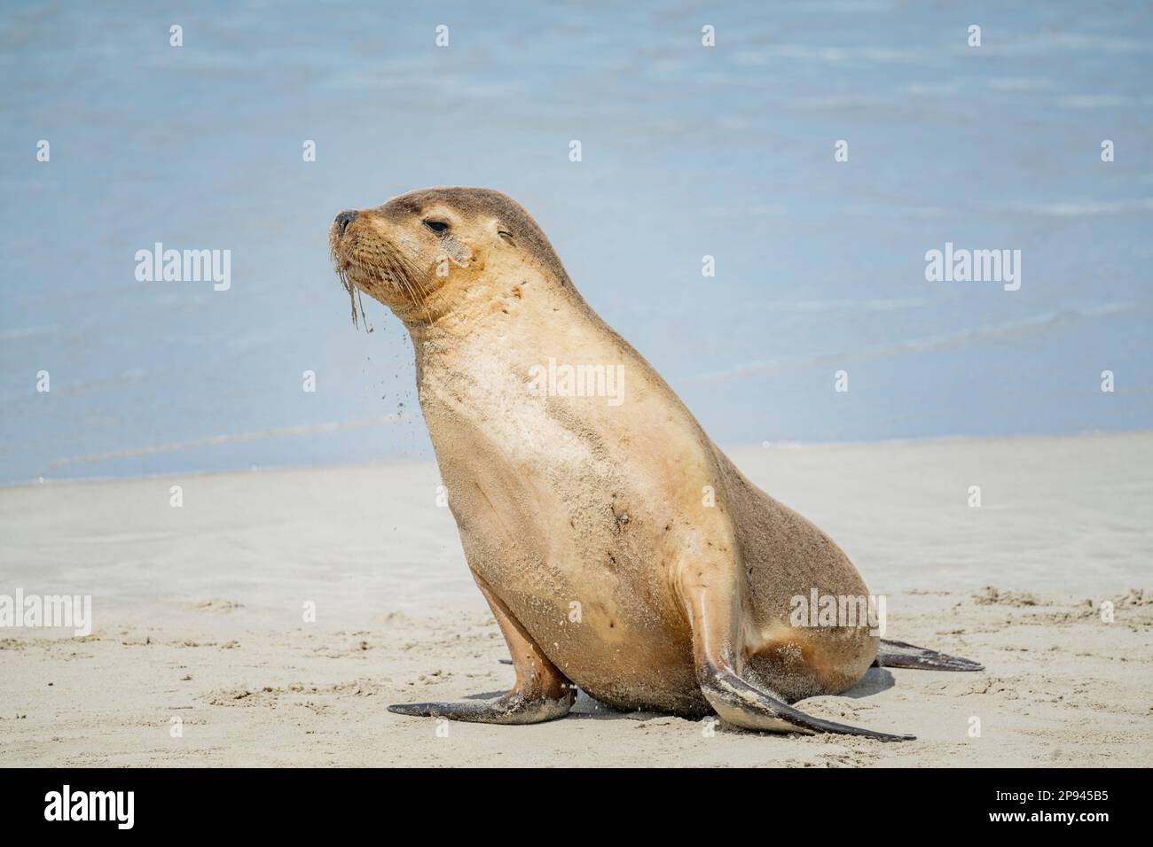 Australian sea lion on the beach, Neophoca cinerea, Seal Bay Conservation Park, Kangaroo Island, South Australia, Australia Stock Photo