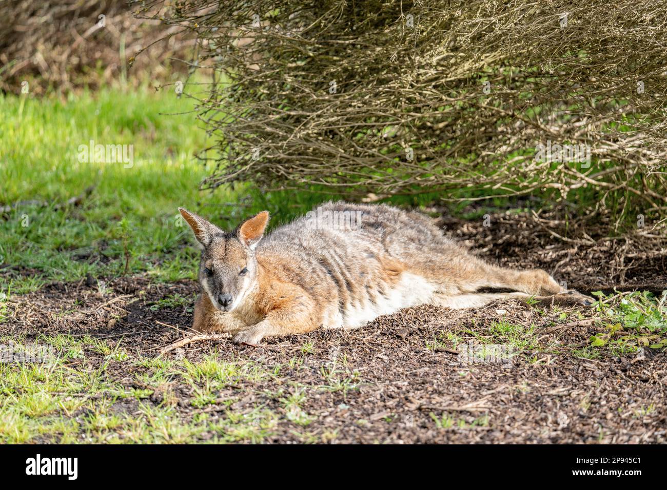 Derby wallaby, Notamacropus eugenii, Kangaroo Island, South Australia, Australia Stock Photo