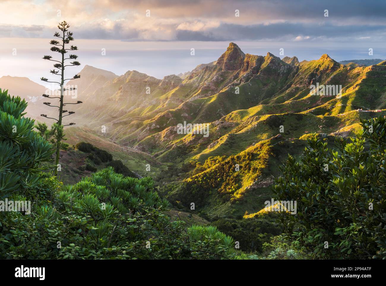 Spain, Canary Islands, Tenerife, agave attenuata aka foxtail agave or swans  neck in public park in Puerto de la Cruz Stock Photo - Alamy