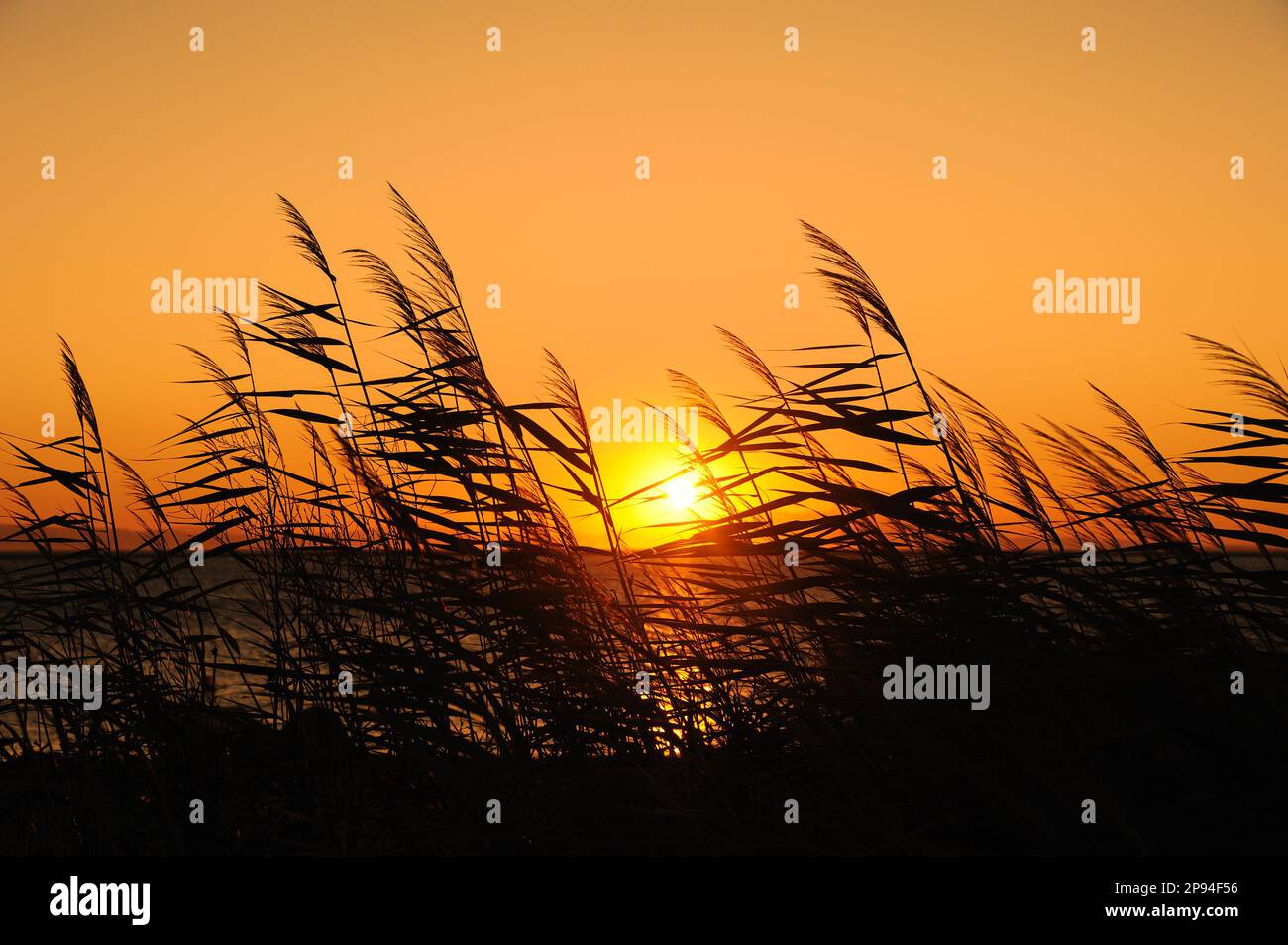 Sunset Reeds beautiful sunset in the reeds on the beach Stock Photo - Alamy